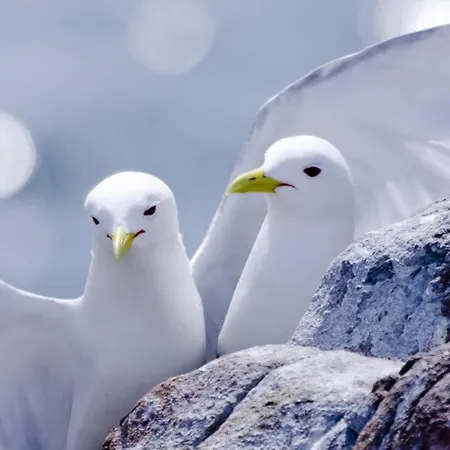 公寓 Silvaapartments