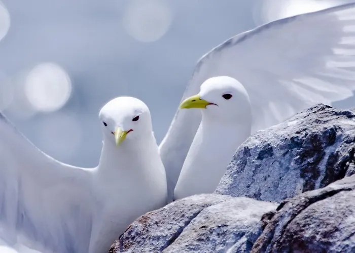 公寓 Silvaapartments