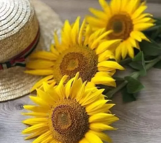 Silvaapartments 公寓