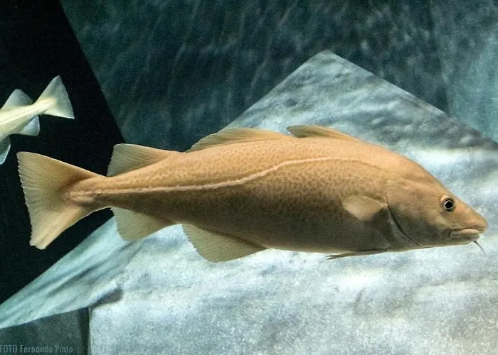 Silvaapartments 公寓 Barra